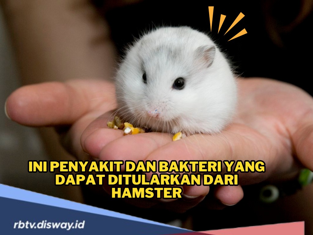 Mungil dan Menggemaskan, Tapi Hati-Hati! Ini Penyakit dan Bakteri yang Ditularkan dari Hamster