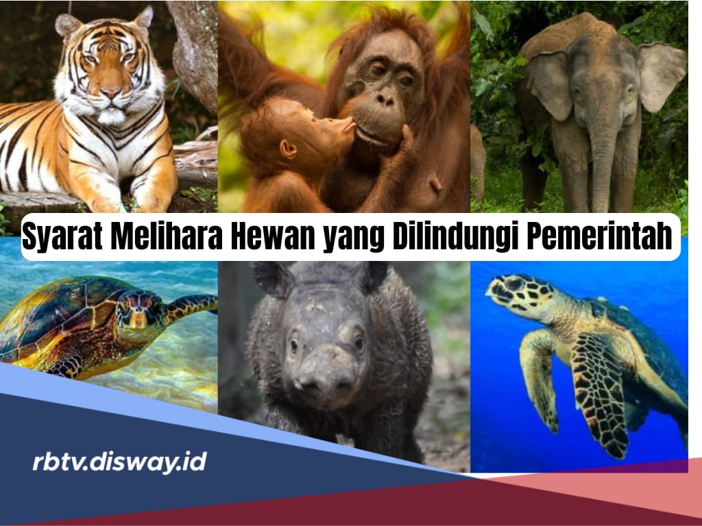 Berminat Pelihara, Ini Perizinan Syarat Memelihara Hewan yang Dilindungi Pemerintah