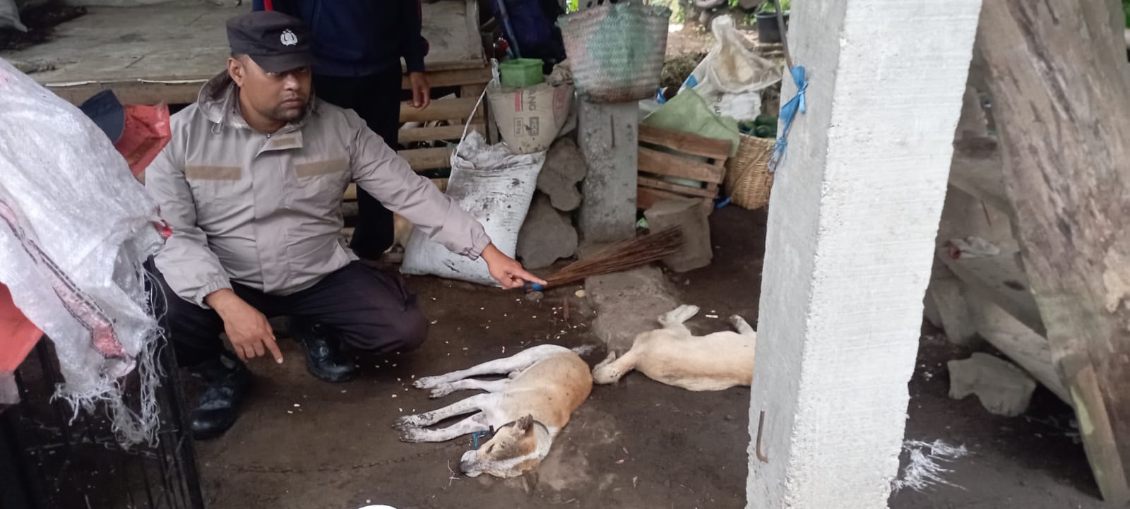 Petani di Kabupaten Kepahiang Tersambar Petir di Kebun, 2 Ekor Anjing Mati