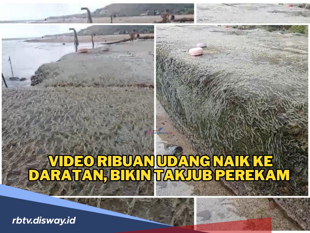 Heboh, Ribuan Udang Naik ke Daratan, Pertanda Apa? Ini Penjelasan BMKG