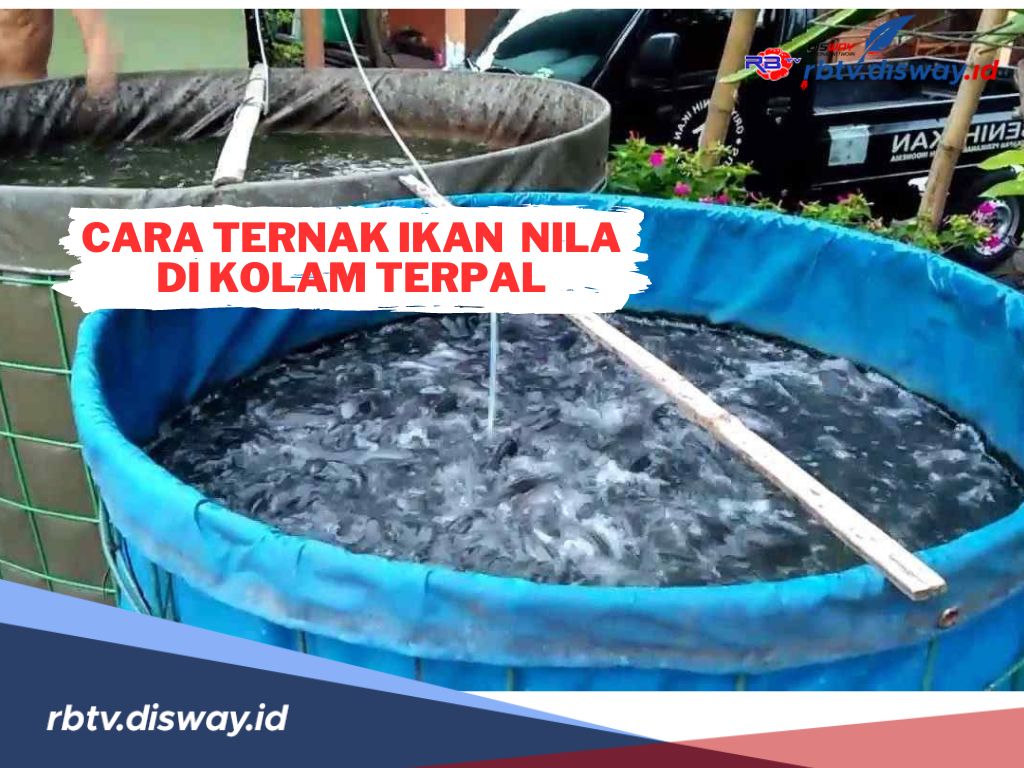 Cara Ternak Ikan Nila di Kolam Terpal dan Tahapan Langkahnya, Untung Jutaan Rupiah