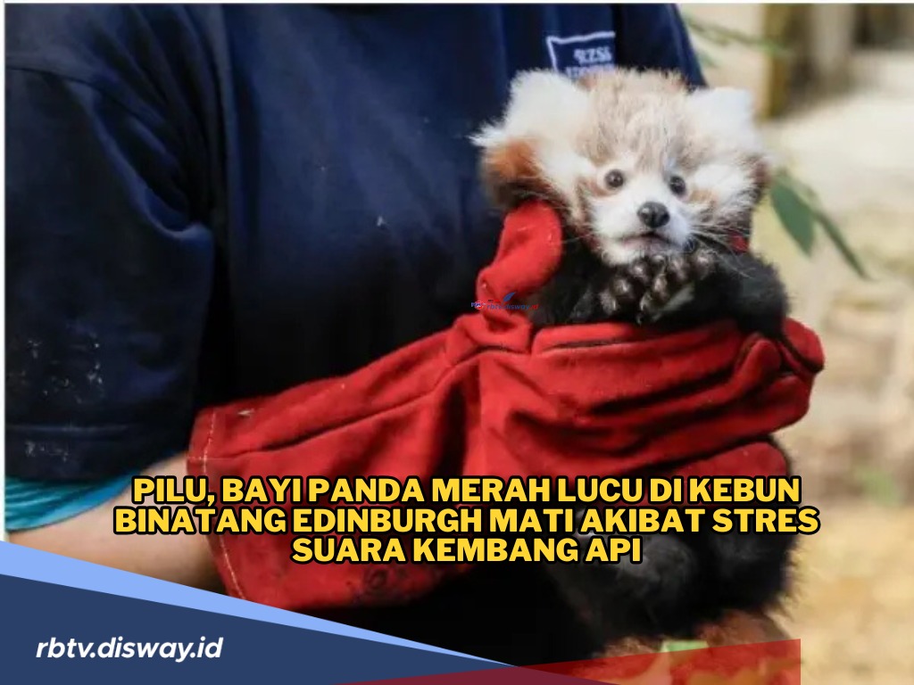 Pilu, Bayi Panda Merah di Kebun Binatang Edinburgh Mati, Diduga Akibat Stres Suara Kembang Api