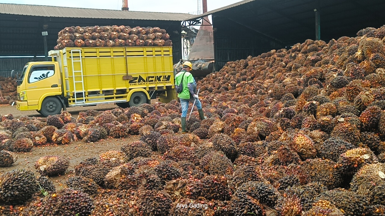 Update Harga TBS Kelapa Sawit di PKS Seluma Hari Ini Naik, Ini Daftarnya