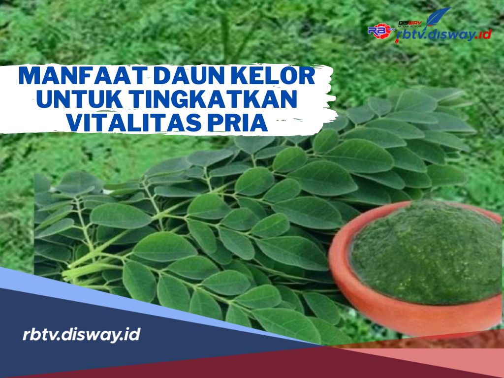 Auto Kuat! Ini 5 Manfaat Daun Kelor untuk Tingkatkan Vitalitas Pria