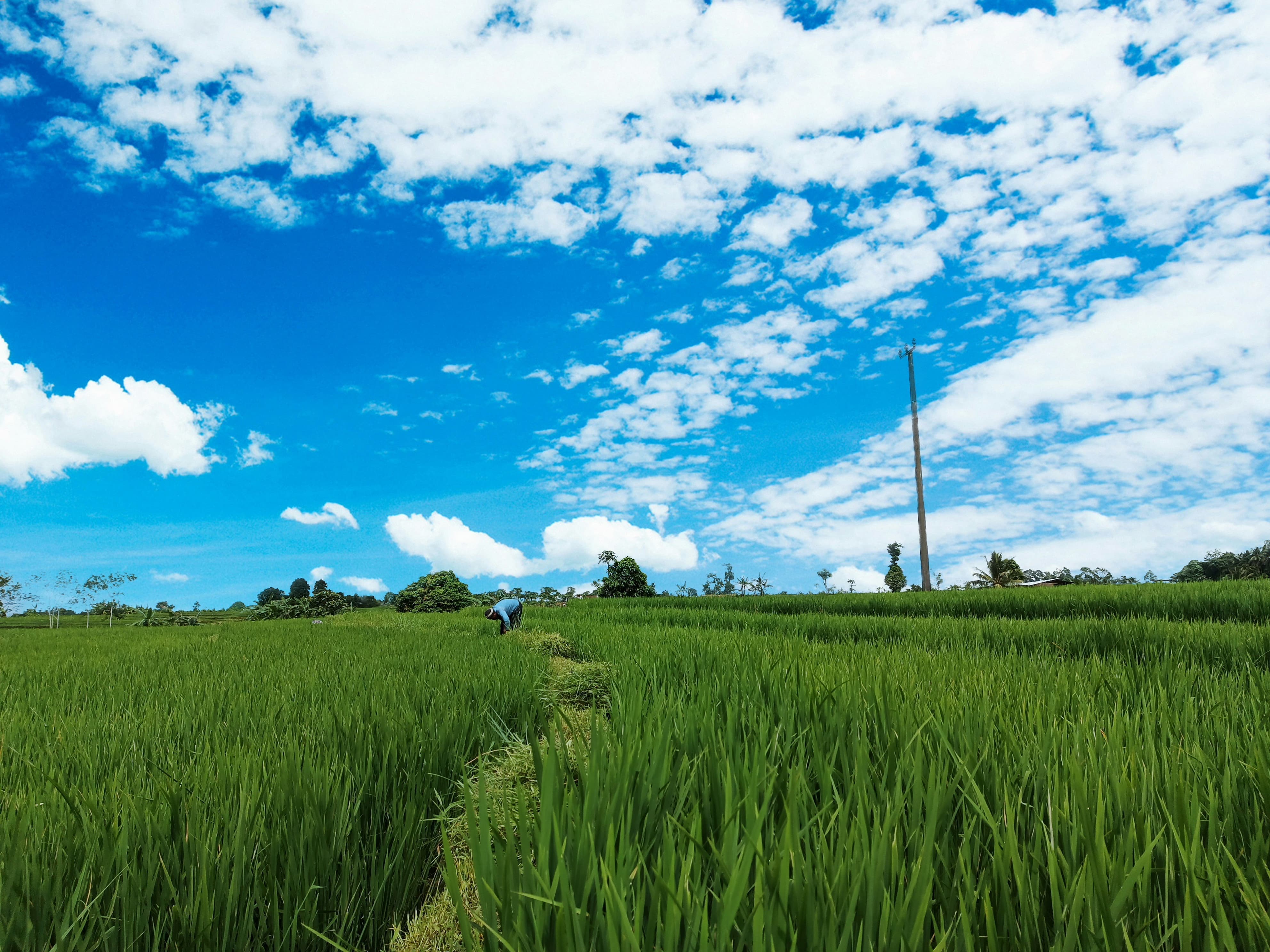 Alasan Petani di Bengkulu Utara Enggan Jual Beras ke Bulog dan Lebih Memilih Tengkulak