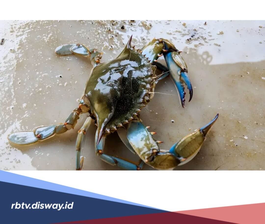 Mitos Makan Kepiting saat Hamil, Dapat Membawa Nasib Buruk? 