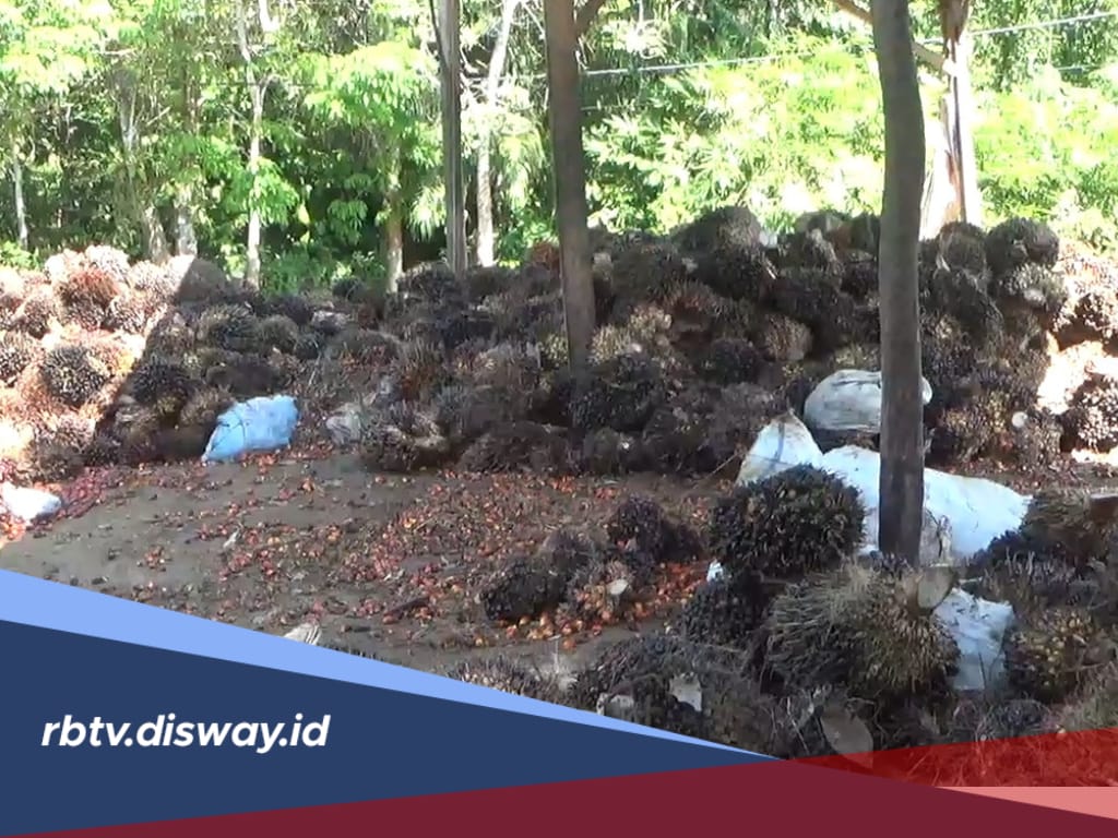 Gairah Investasi, Dibangun Pabrik dan Perkebunan Kelapa Sawit, Nilai Investasi Rp 53 M