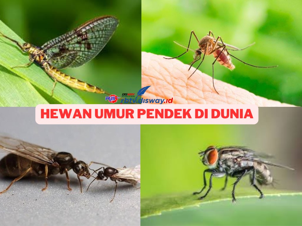 Daftar 5 Hewan dengan Umur Pendek di Dunia, Ada yang hanya Hitungan Jam