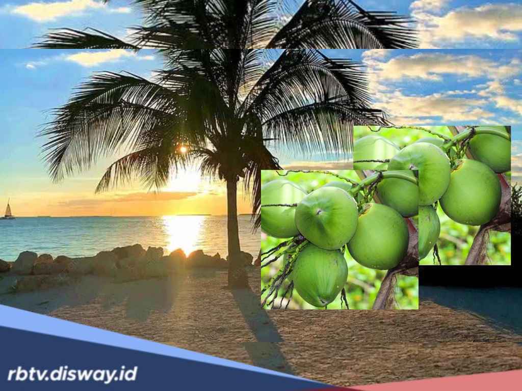 Penasaran Apa saja Menfaat Menanam 1 Pohon Kelapa? Ini Daftar Manfaatnya Mulai dari Akar hingga Daun