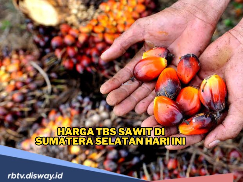 Harga TBS Sawit di Sumatera Selatan Hari Ini Periode 1! Cek Rinciannya di Sini Ada Kenaikan?