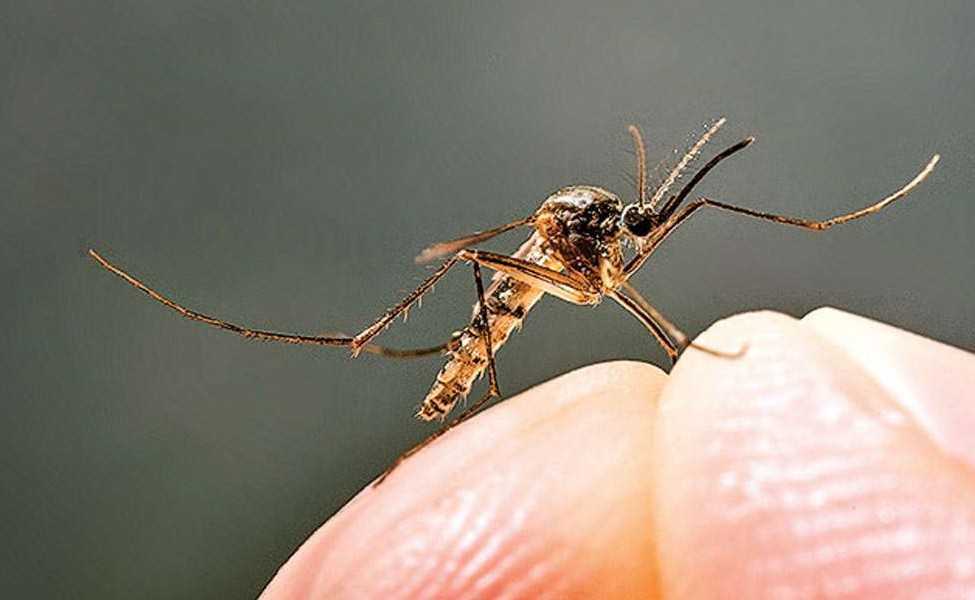 Masa Pancaroba, Cegah Demam Berdarah dengan Cara Berikut