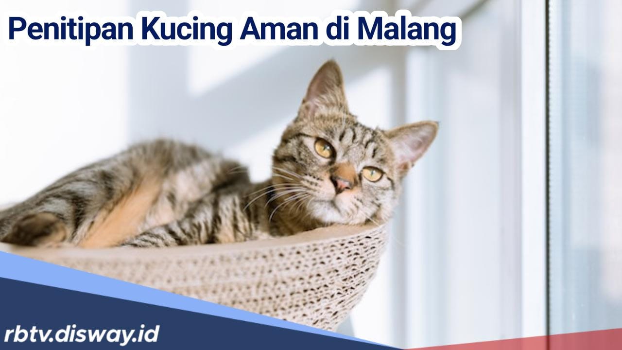 Mudik Tenang Kucing Aman, Ini Rekomendasi Tempat Penitipan Kucing di Malang