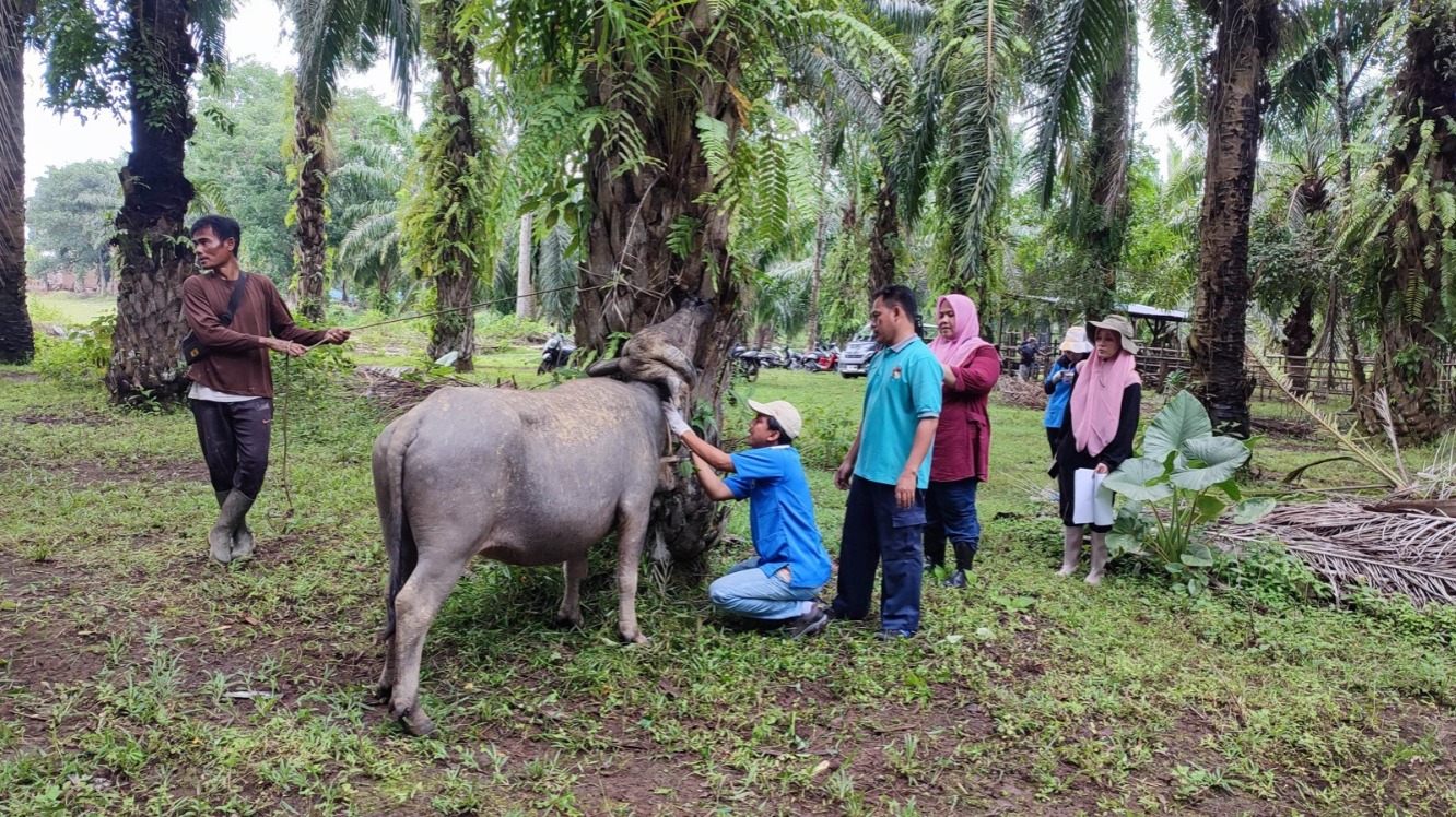 Tempo 3 Bulan, Ada 1.000 Kasus Ternak Ngorok di Mukomuko 