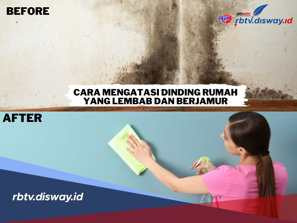 Punya Masalah Dinding Rumah Lembap dan Berjamur? Begini Cara Mengatasinya