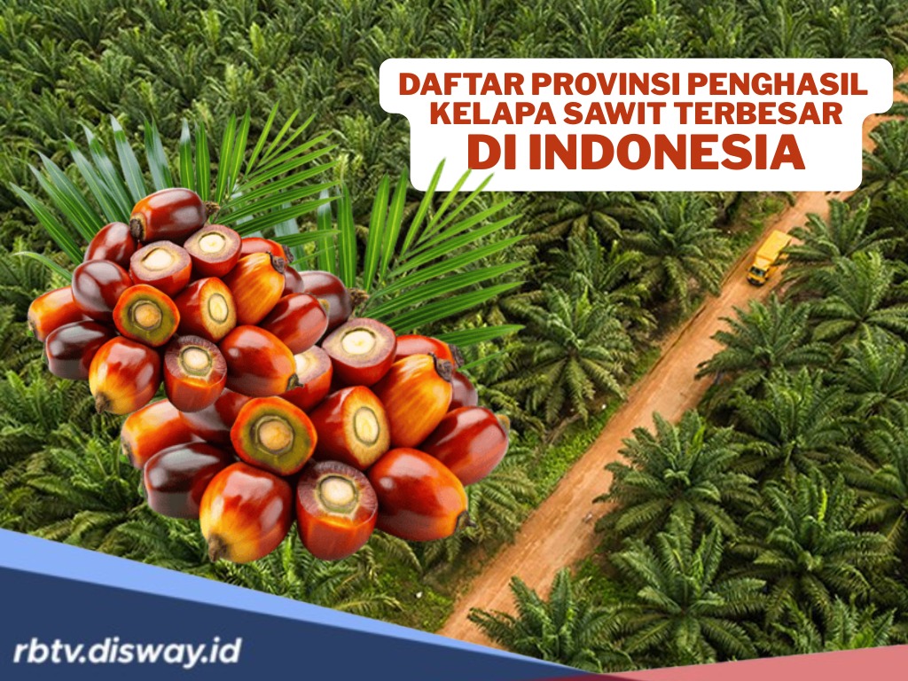 9 Provinsi Penghasil Kelapa Sawit Terbesar di Indonesia, Ada Daerahmu?