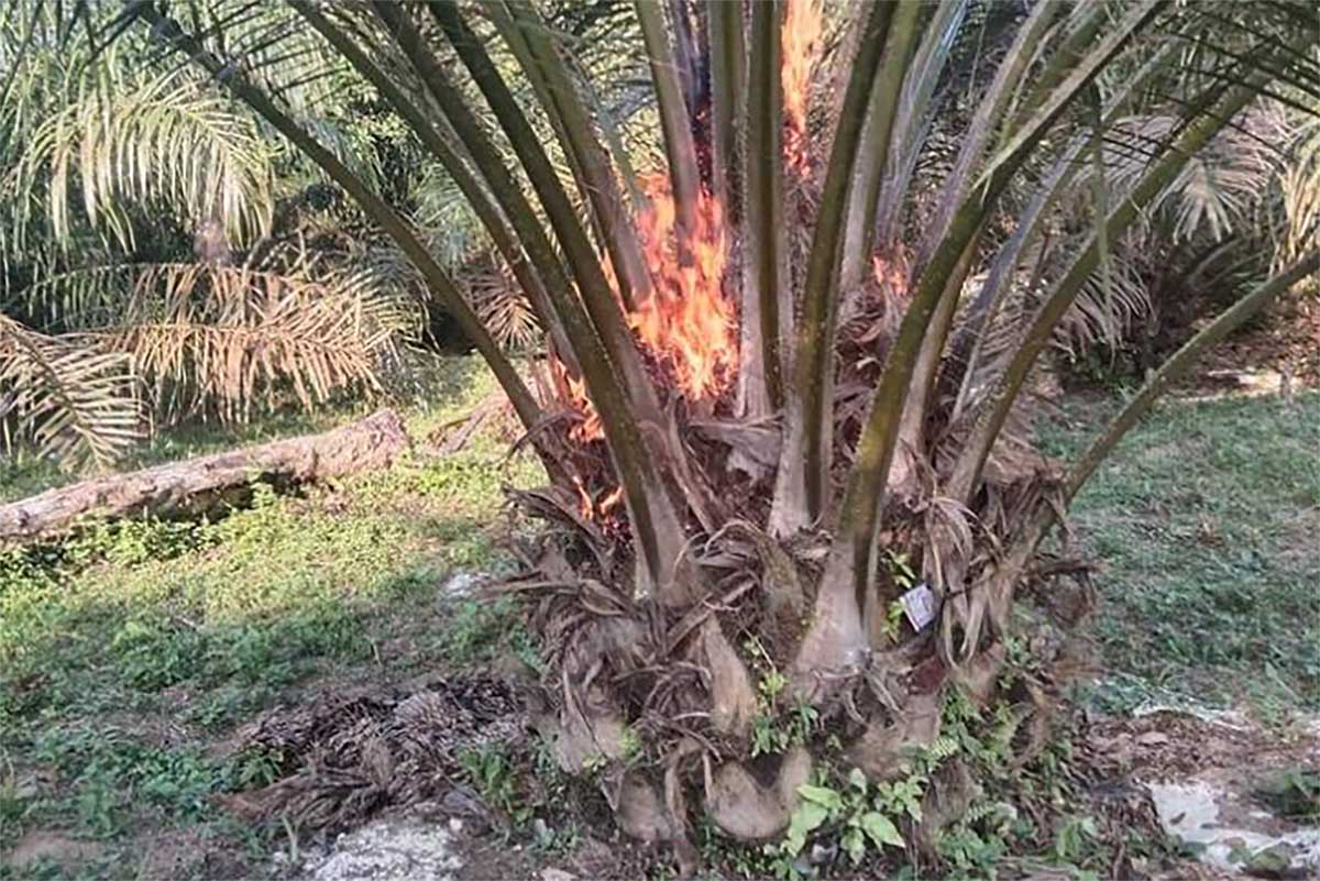 Penting untuk Petani Sawit Pemula, Ini Penyebab Tanaman Sawit Tidak Berbuah