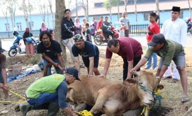 Pastikan Hewan Kurban Idul Adha Tidak Termasuk Dalam Enam Hal Berikut 