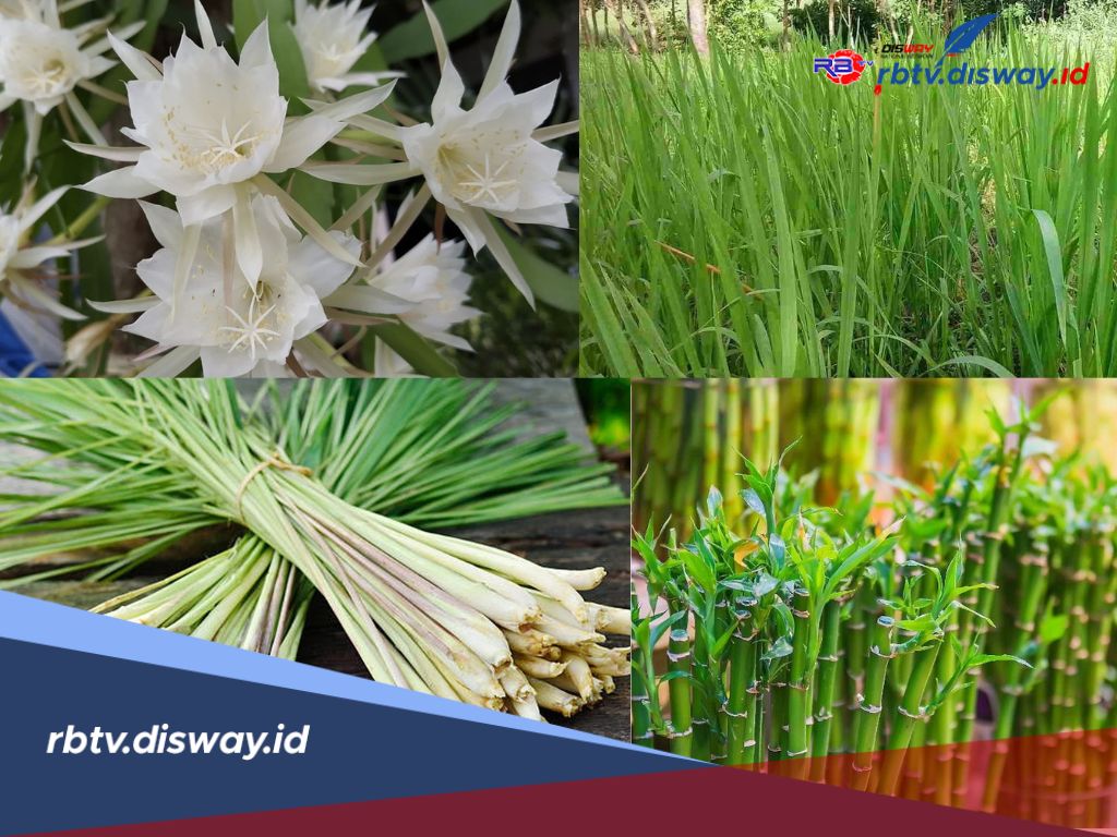 4 Tanaman Sakti yang memiliki Tuah Gaib, Konon Membawa Keberuntungan dan Perlindungan