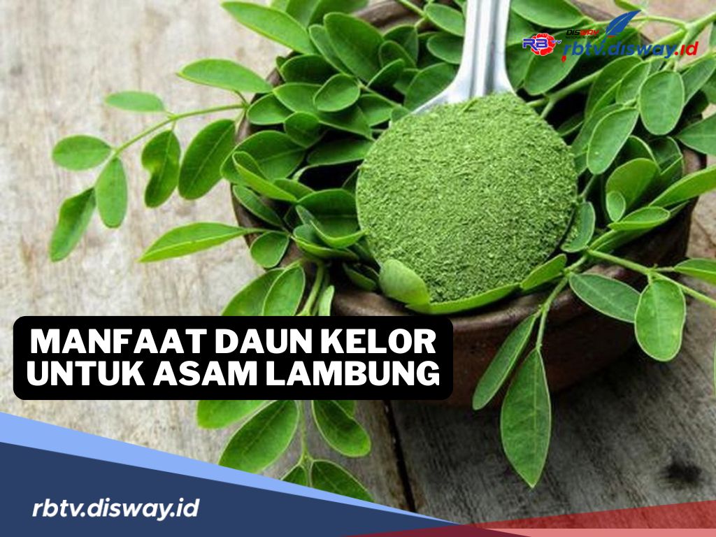 Manfaat Daun Kelor untuk Penderita Asam Lambung, Coba dan Rasakan Langsung Khasiatnya