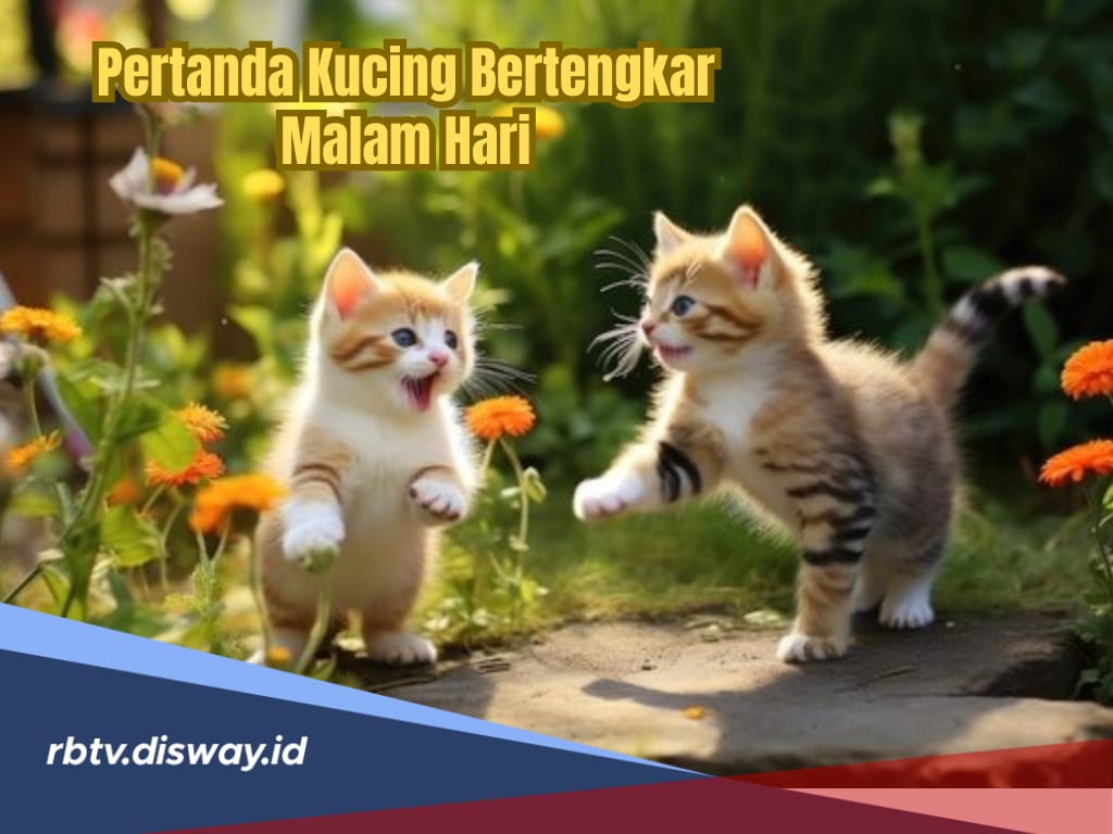 Pertanda Kucing Bertengkar Malam Hari Menurut Pandangan Islam dan Primbon Jawa