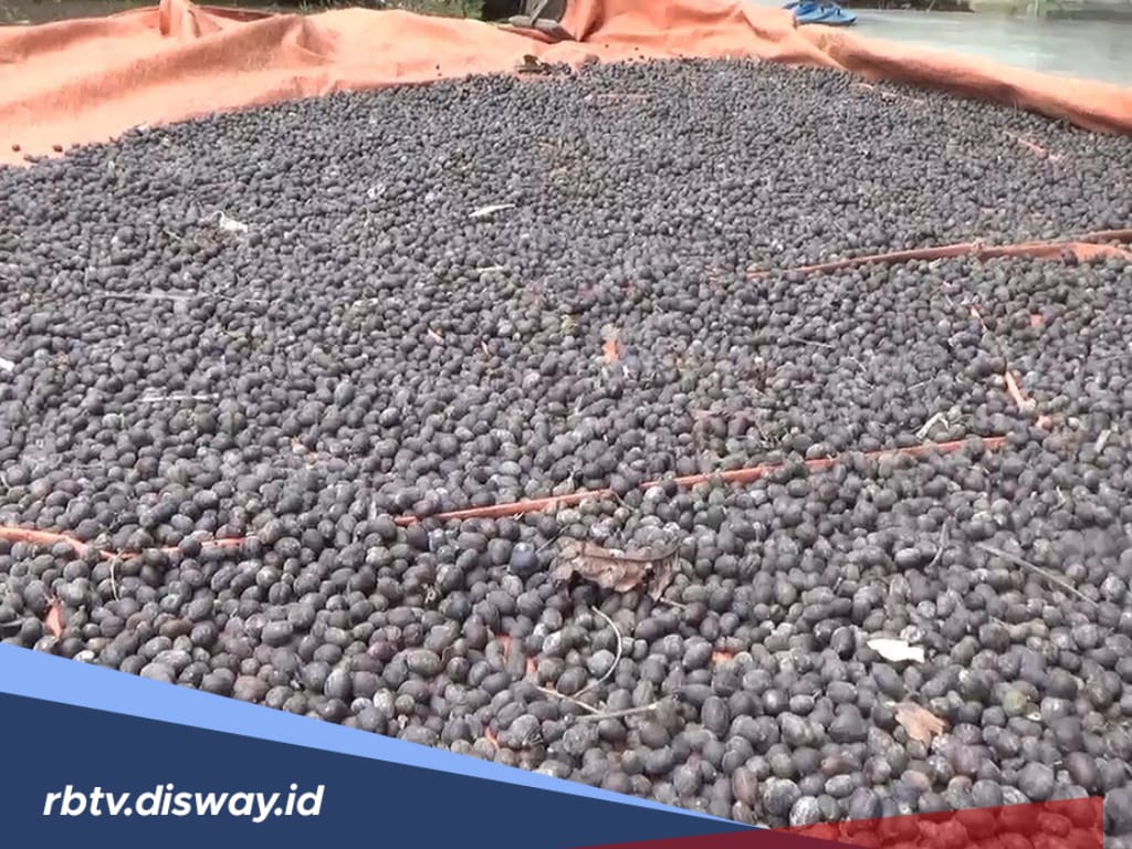 Puncak Musim Panen Kopi Bengkulu, Namun Harga Turun Jadi Rp 57.000 per Kg 