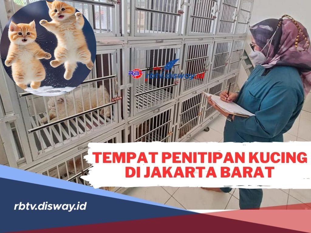 Rekomendasi Tempat Penitipan Kucing di Jakarta Barat, Biaya Mulai Rp 40 Ribu saja