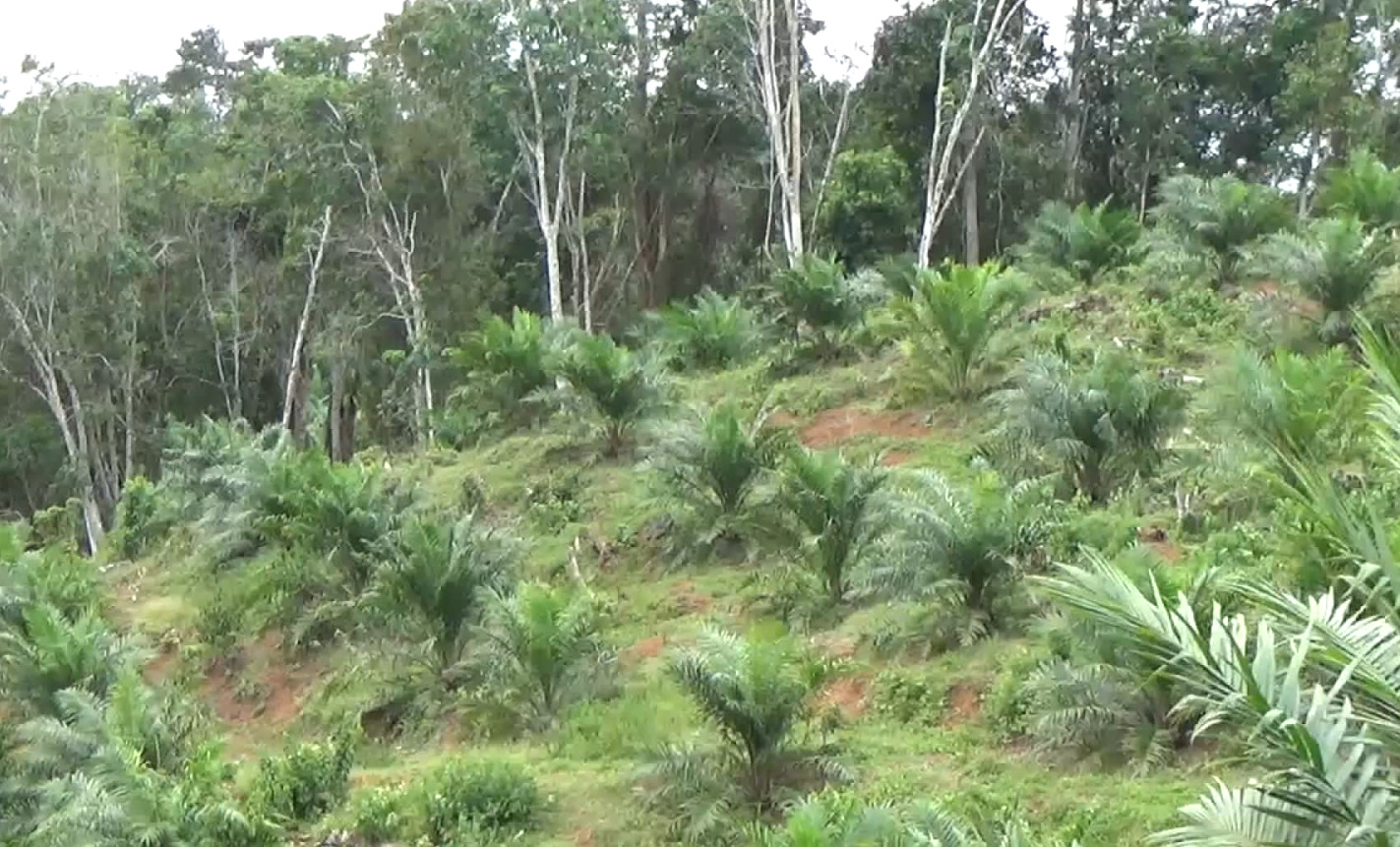 STDB Jadi Tameng Petani dari Konflik dan Klaim Lahan