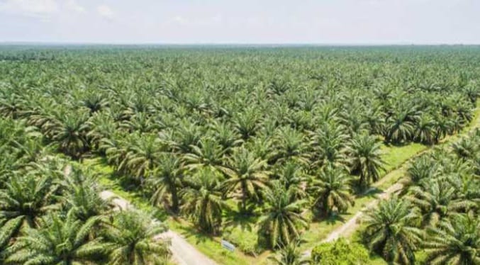 Provinsi Ini Pemilik Kebun Sawit Terluas dan Produktif di Indonesia, Bengkulu Belum Seberapa