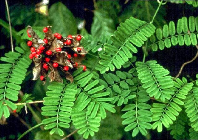 Hanya Dengan Minum Teh Ini Batuk Bisa Sembuh, Sariawan pun Sembuh Jika Mengunyah Daun Ini  