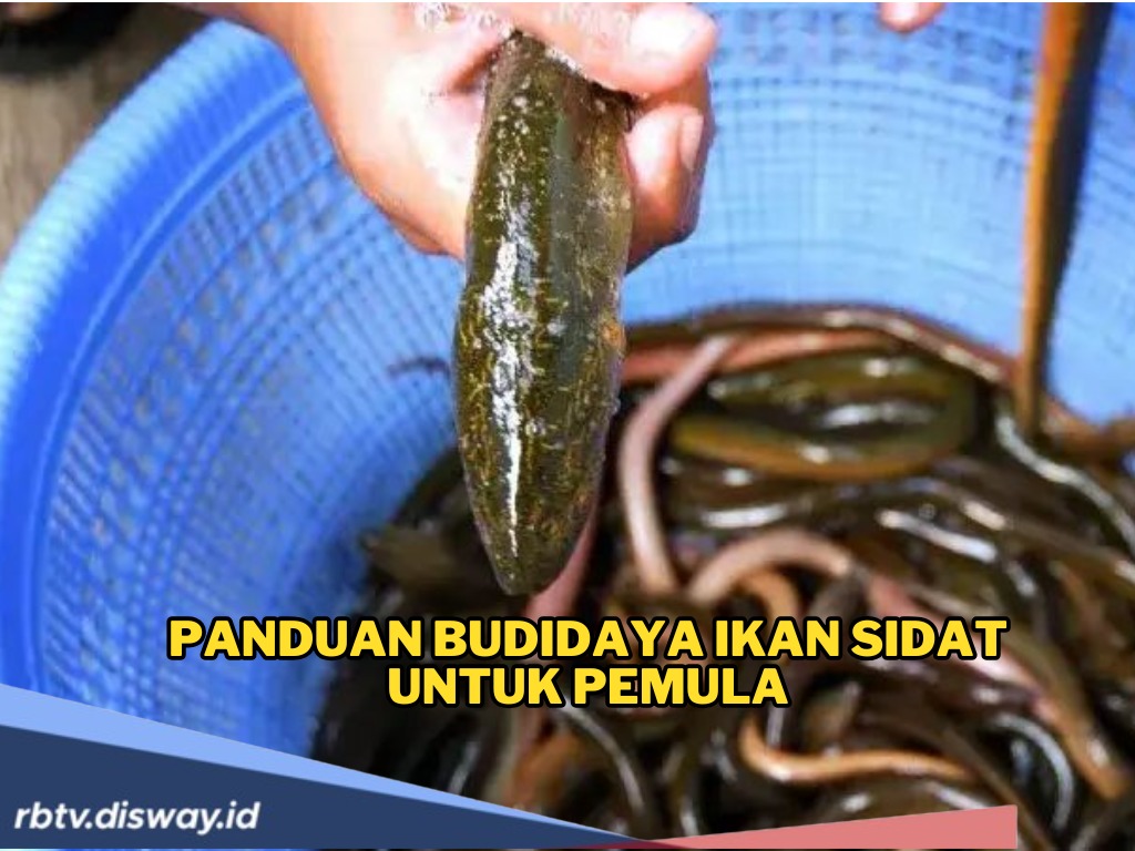 Trik Budidaya Ikan Sidat untuk Pemula, Peluang Bisnis Menjanjikan dari Kolam Sederhana