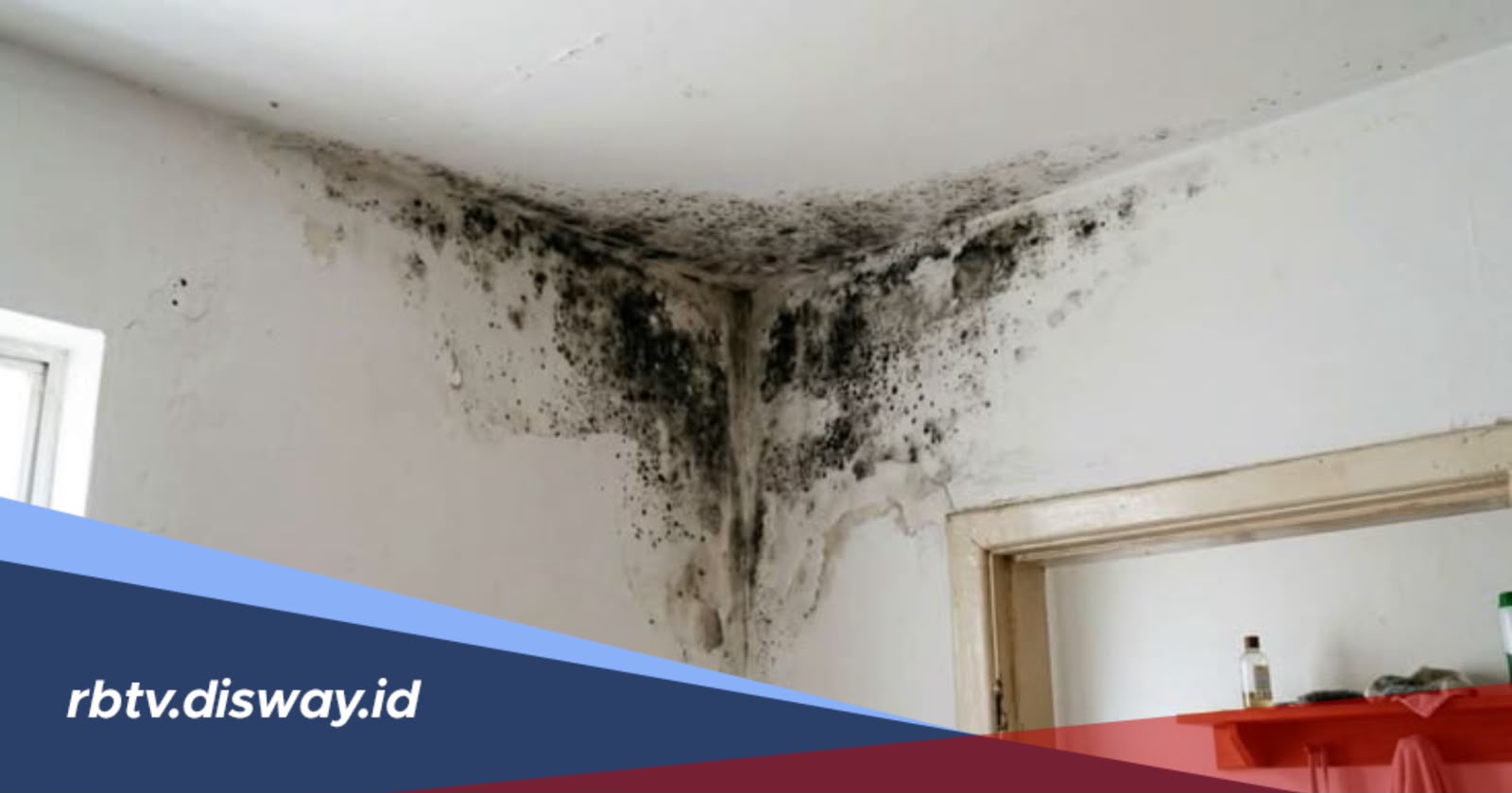 Cara Menghilangkan Jamur di Dinding Rumah agar Bersih dan Tidak Mudah Muncul Lagi