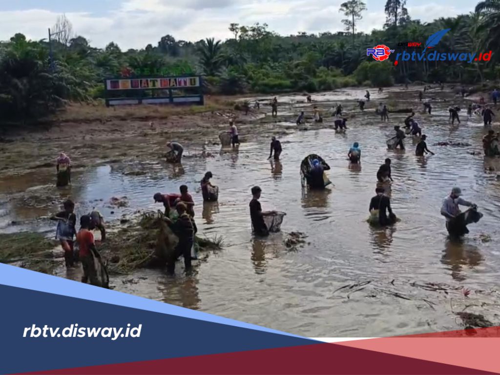 Lestarikan Kearifan Lokal, Warga Lunjuk Tumpah Ruah Panen Ikan Rawa 'Tebat Ratu'