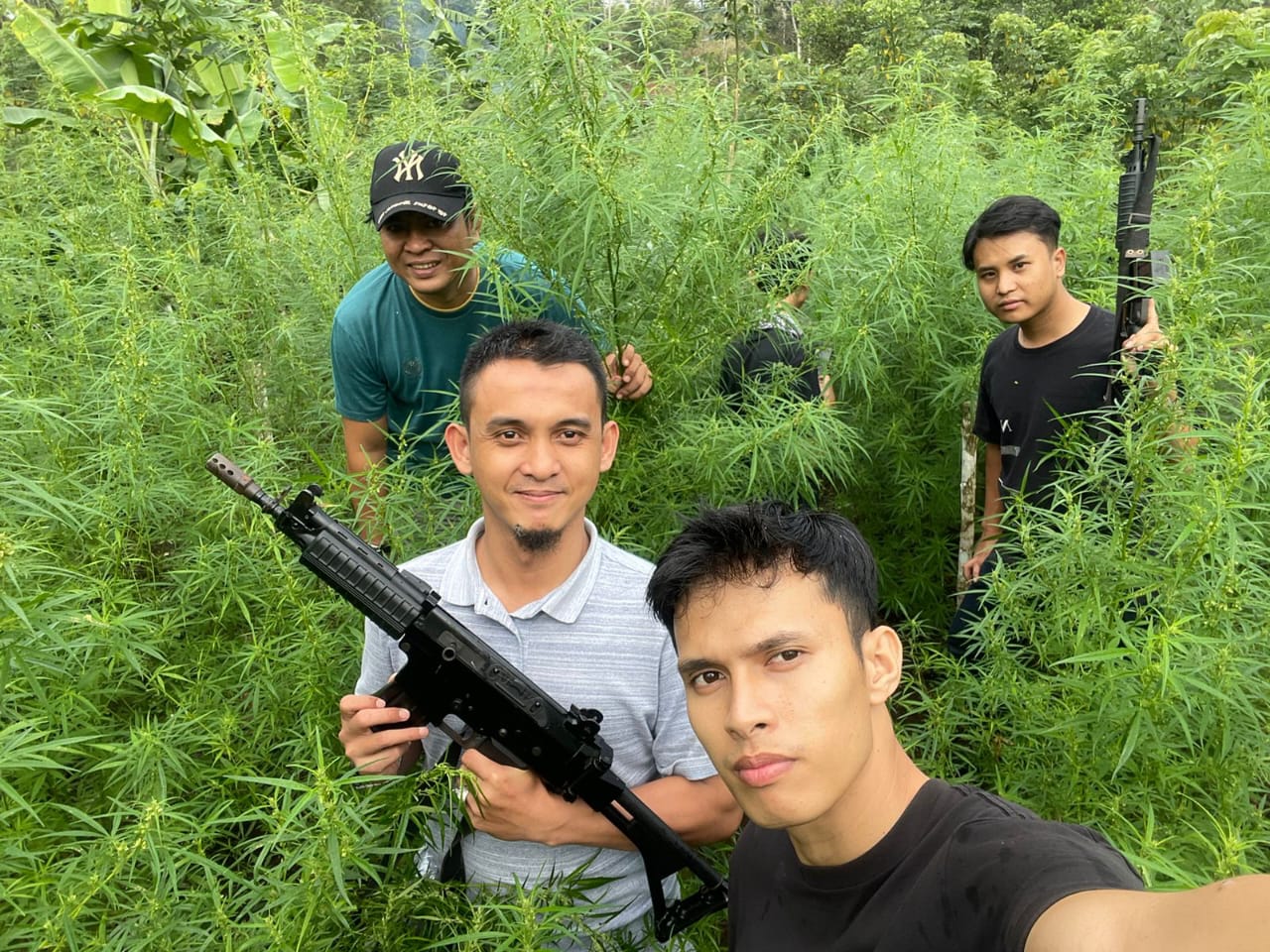 Ladang Ganja 1,5 Hektare Ditemukan di Binduriang Rejang Lebong