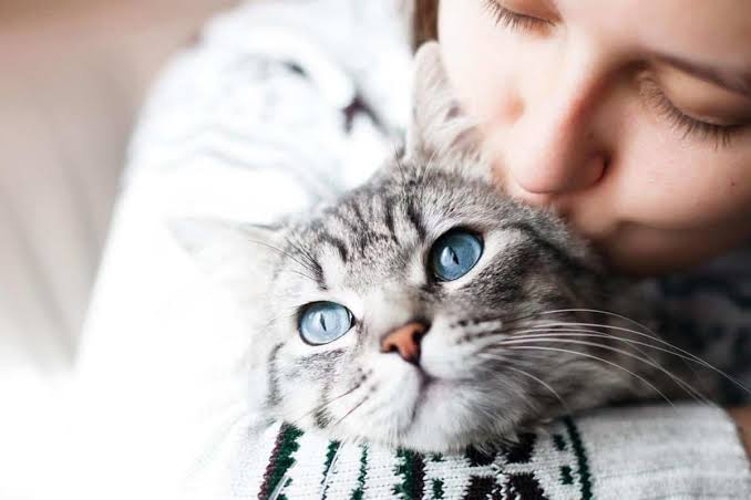Baik Untuk Kesehatan Fisik dan Mental, Ini 6 Manfaat Memelihara Kucing di Rumah