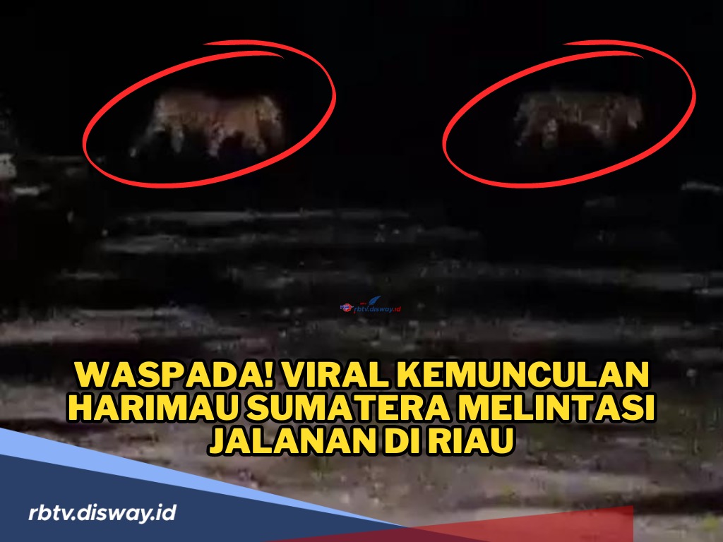 Geger, Harimau Sumatera Melintas di Jalan, Ini Kata BKSDA