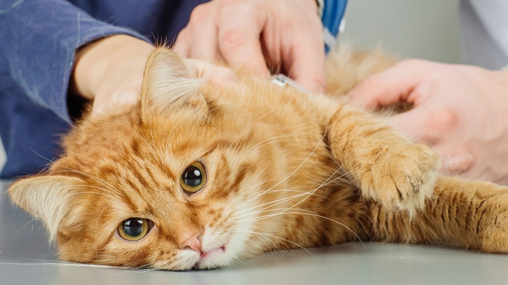 Kucing Peliharaanmu Cacingan, Kasih Makanan dan Air Ini Biar Sehat dan Badan Kembali Gemuk