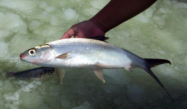 5 Cara Tradisional Melepas Duri Ikan Tersangkut di Tenggorokan