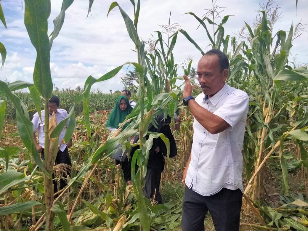 Pemkab Bengkulu Selatan Minta Masyarakat Tanam Jagung di Pekarangan