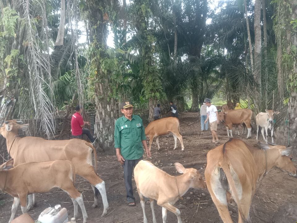 Cegah PMK, Warga Desa Penago Baru Seluma Masih Takut Ternak Sapi Disuntik Vaksin