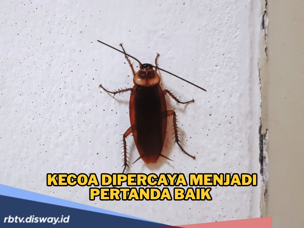 Jangan Diusur Jika Ada Kecoak di Rumah, Ternyata Pertanda Baik