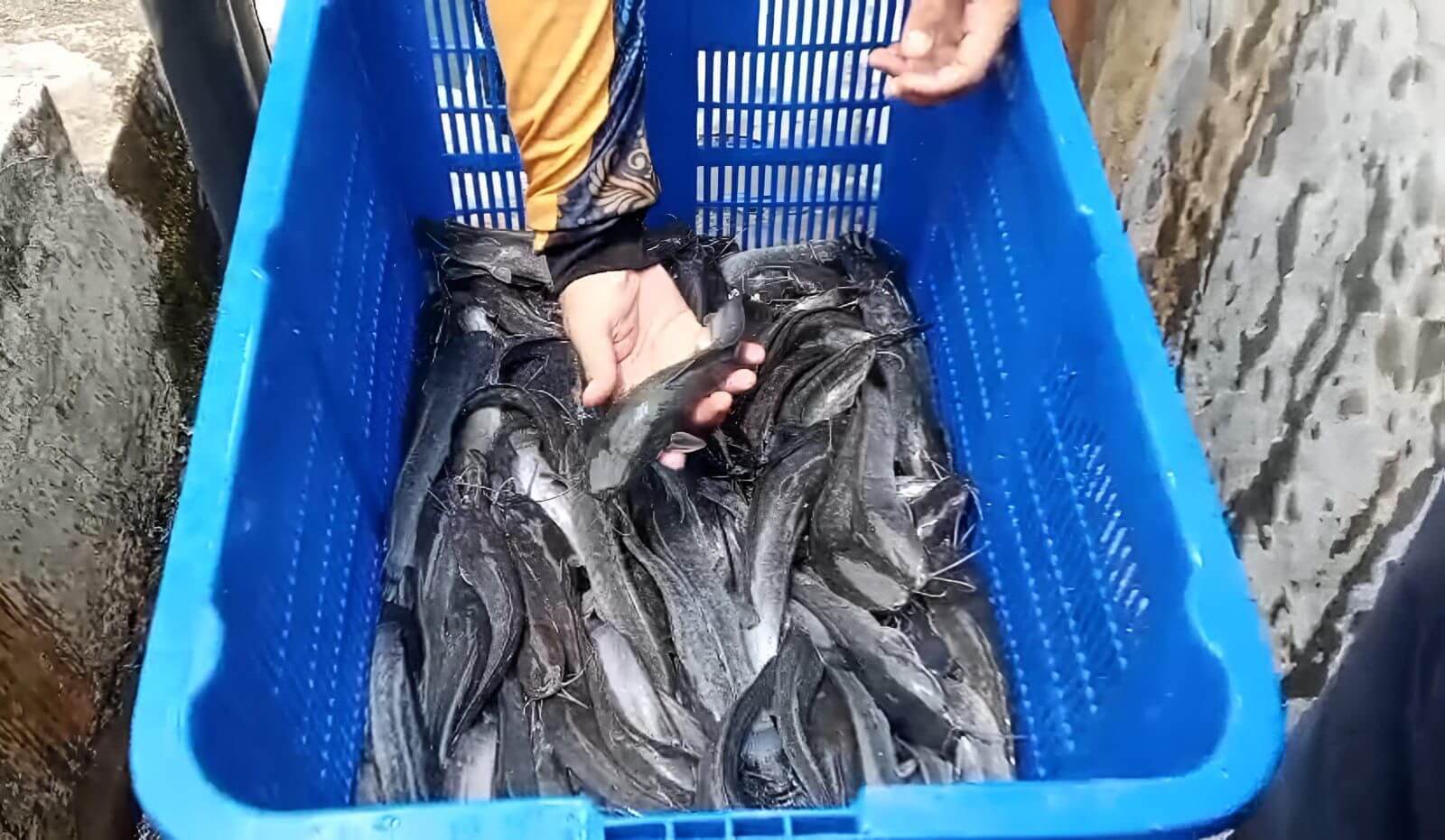 Terobosan Terbaru DKP Kota Bengkulu, Target Sumbang PAD Rp200 Juta di Tahun 2026