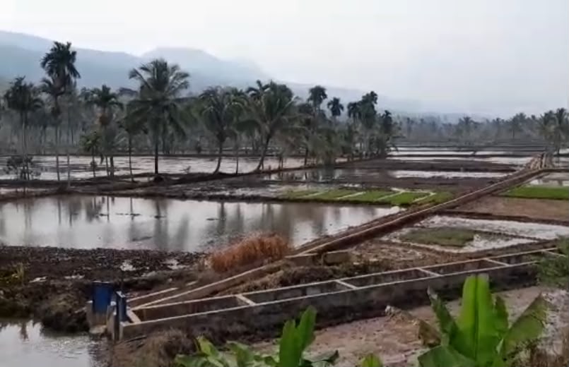 Musim Tanam saat Kemarau, Petani Lebong Diminta Hemat Air