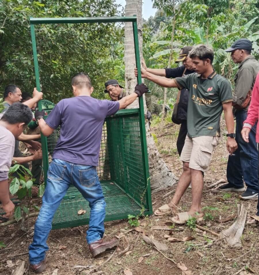Beruang Mangsa 6 Ekor Anjing, BKSDA Provinsi Bengkulu Pasang Perangkap di Bengkulu Tengah