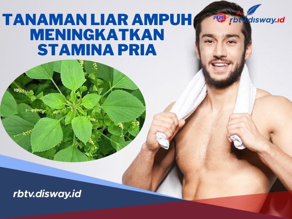 Siapa Sangka! Ini Tanaman Liar Ampuh Bikin Pria Makin Luar Biasa dan Disayangi Istri