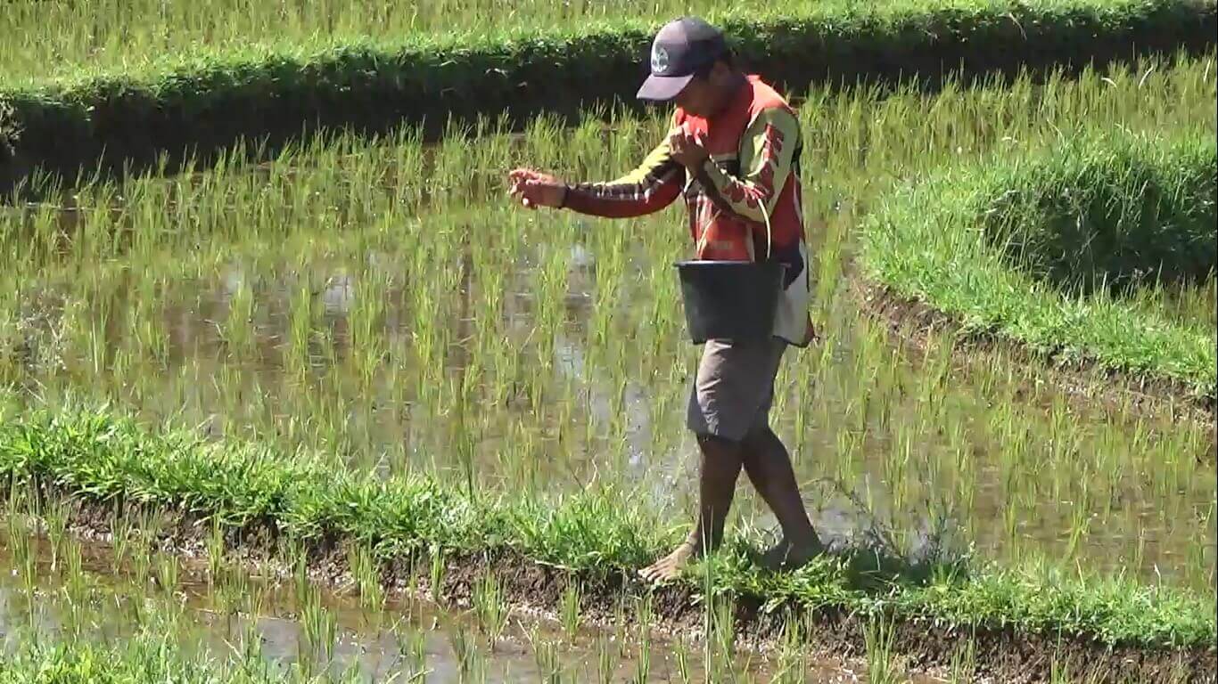 Rincian Kuota Pupuk Subsidi Bengkulu Utara 2026, Urea Hampir Aman, NPK Masih Kurang