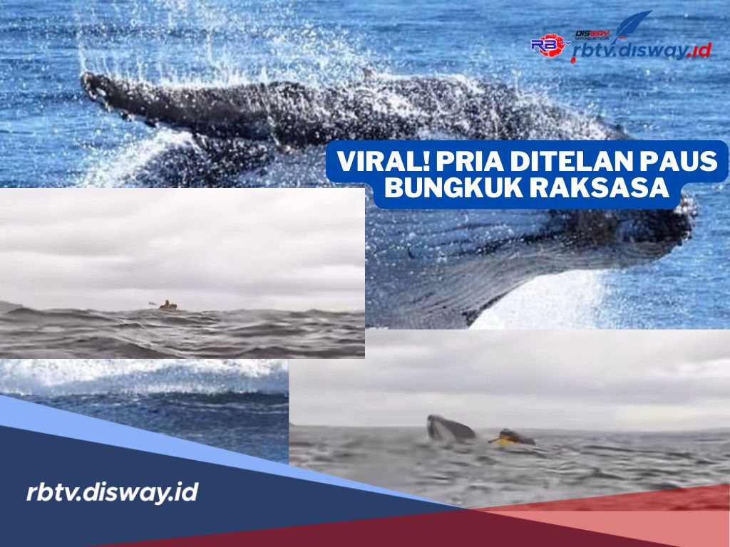 Viral! Pria Ditelan Paus Bungkuk Raksasa Tapi Selamat, Begini Kronologinya