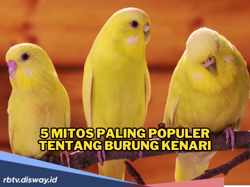 5 Mitos Paling Populer Tentang Burung Kenari, Benarkah Burung Pembawa Keberuntungan atau Pertanda Buruk?
