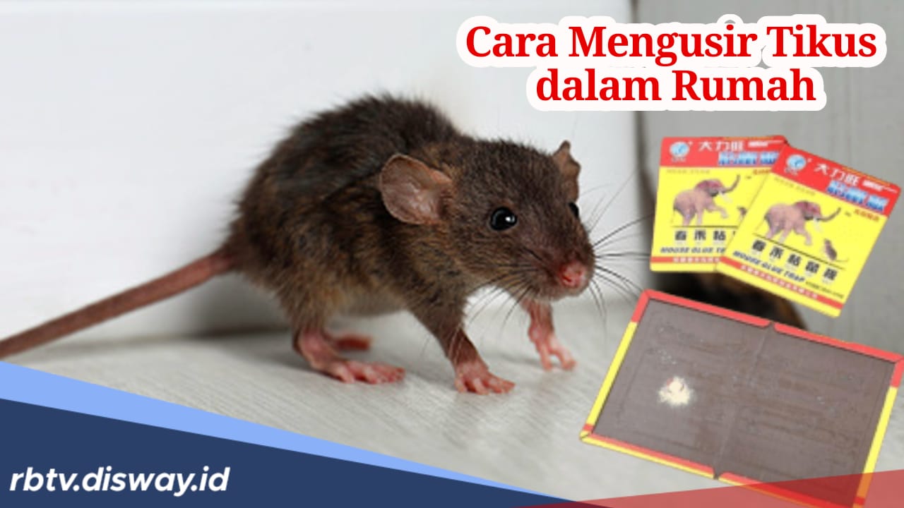 Rumah Anda Banyak Tikus, Ini Cara Alami dan Modern Usir Tikus 