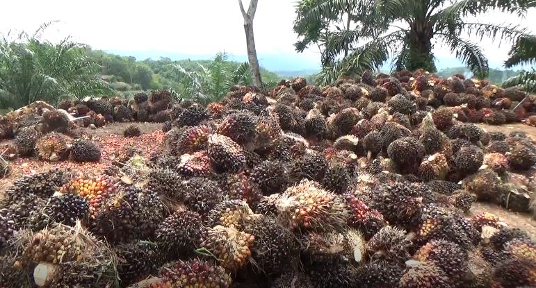 Kabar Gembira, Periode Mei Harga TBS Kelapa Sawit Naik Jadi Segini