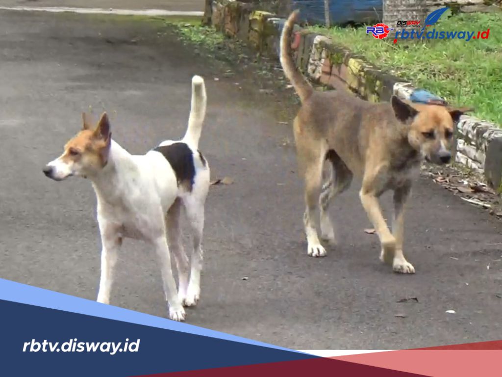 Waspada! Tempo 3 Bulan, 39 Orang di Kepahiang Diserang Anjing Liar